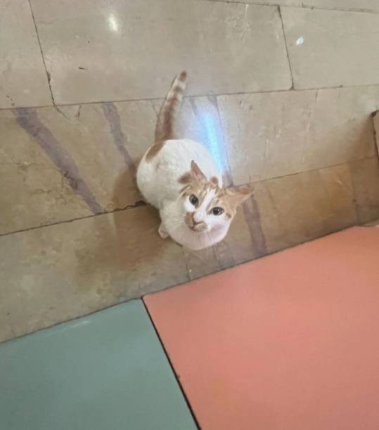 Öğrencilerin gözü önünde kediyi 5. kattan itti. Kedi Eros'un yankısı sürerken. Bu nasıl hoca - Resim: 1